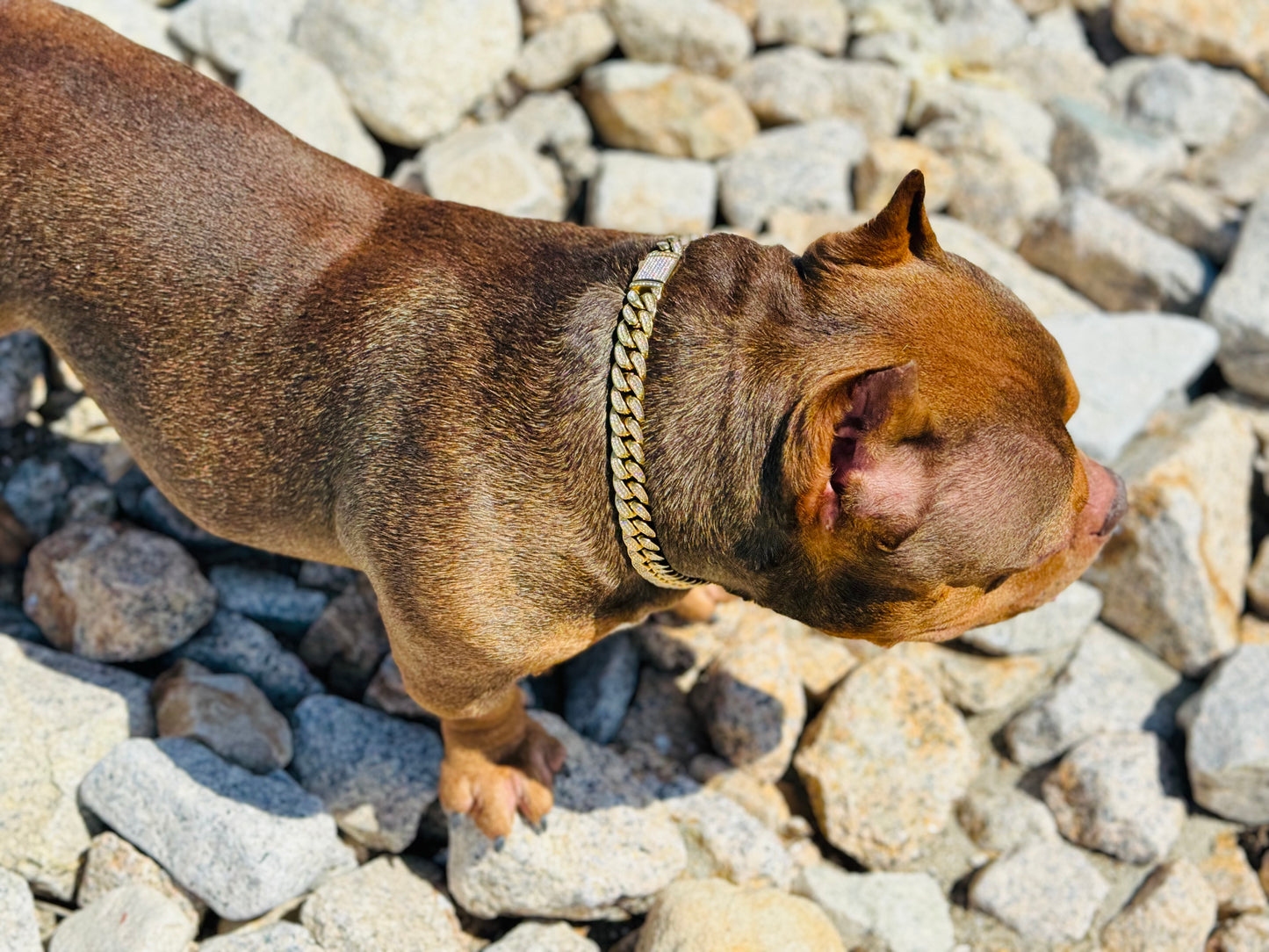 iced out cuban gold chain 16mm