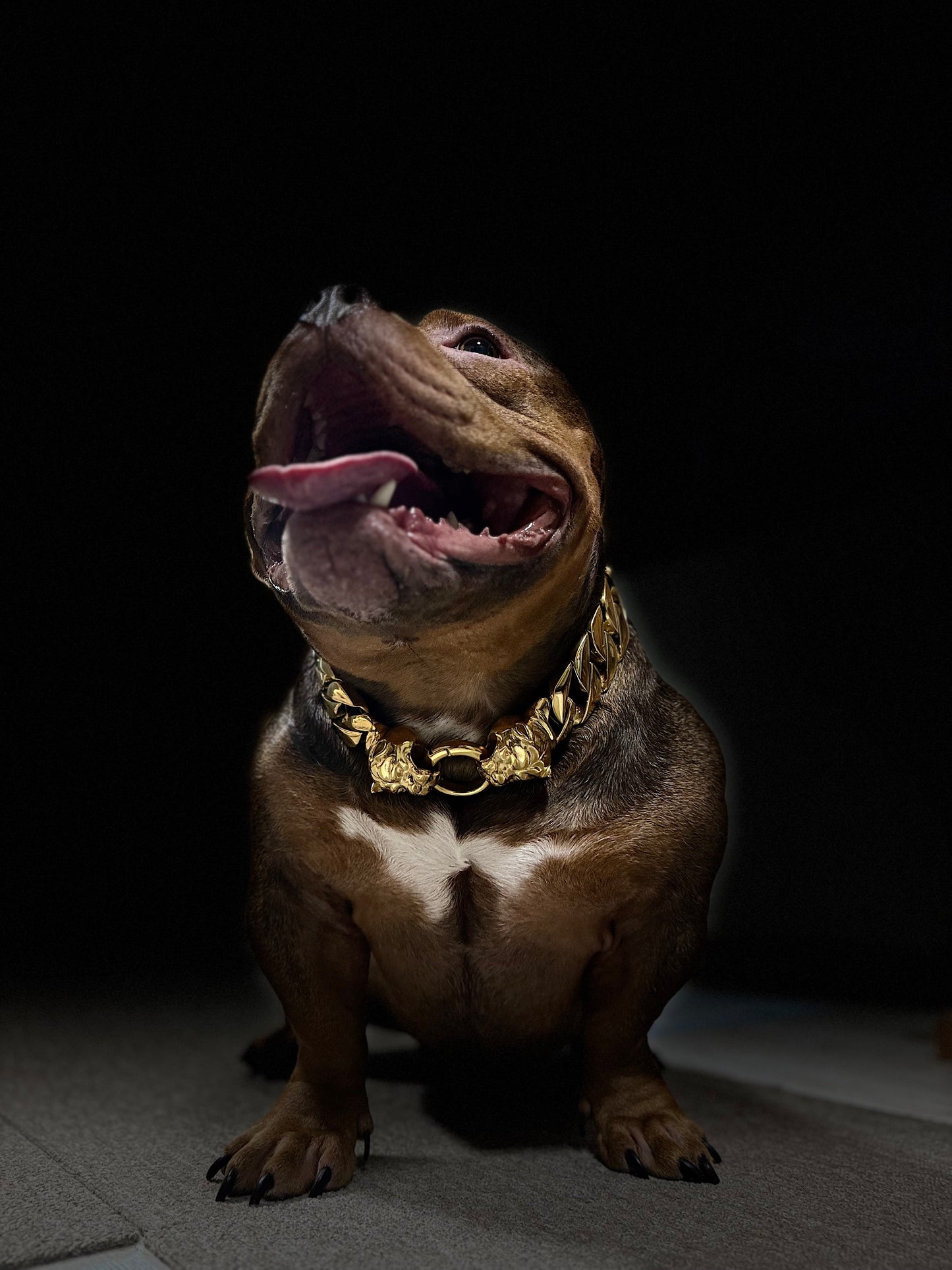 XL CUBAN CHAIN COLLAR (Bully head)